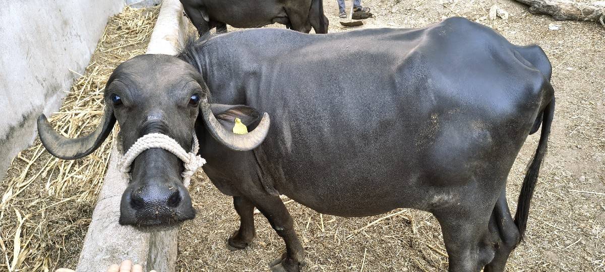 વેચવાનિ છે