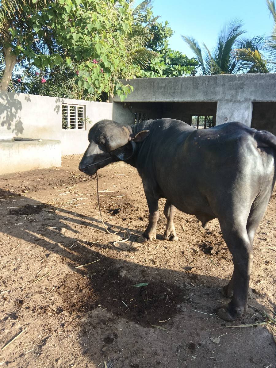 pado