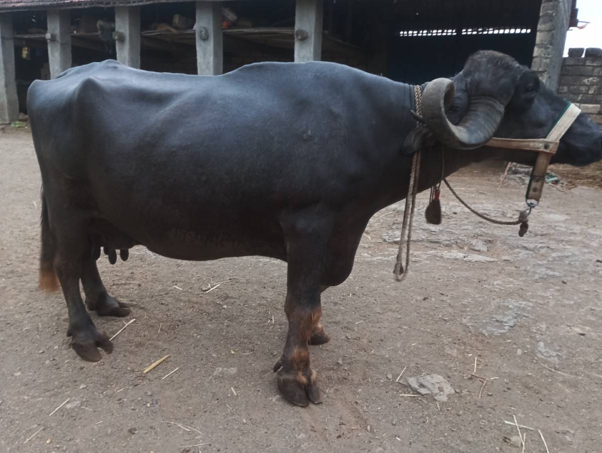 ભેંસ વેસવાની સે