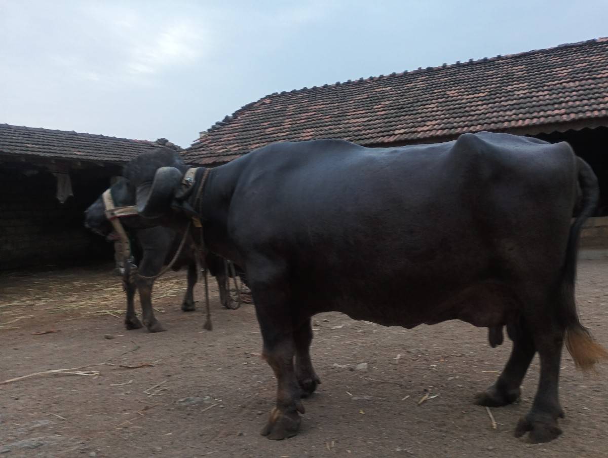 ભેંસ વેસવાની સે