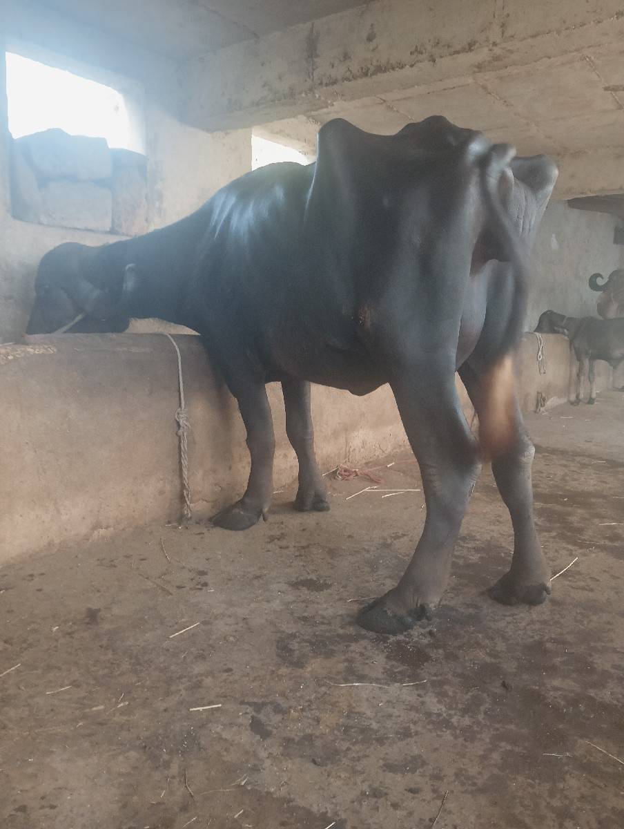 ભેંસ વેચવાની છે