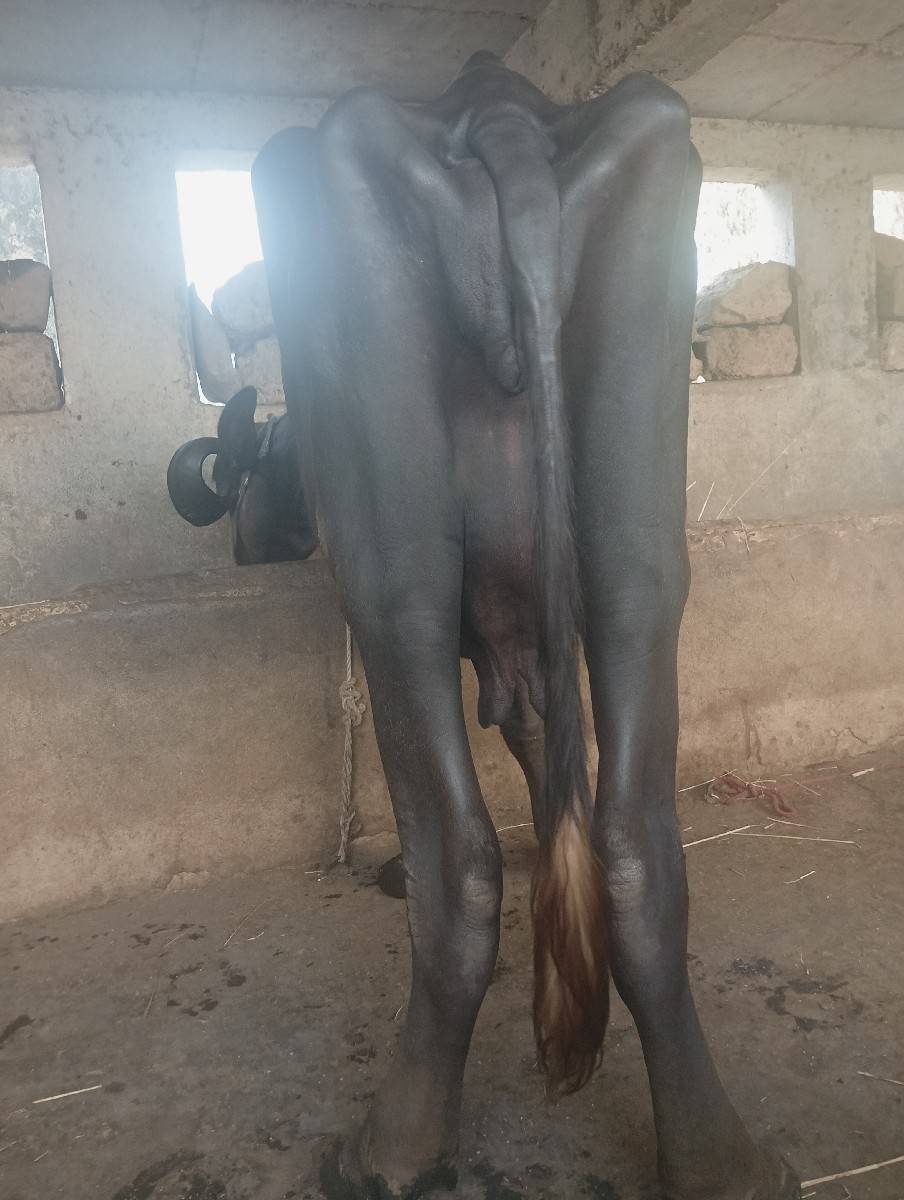 ભેંસ વેચવાની છે