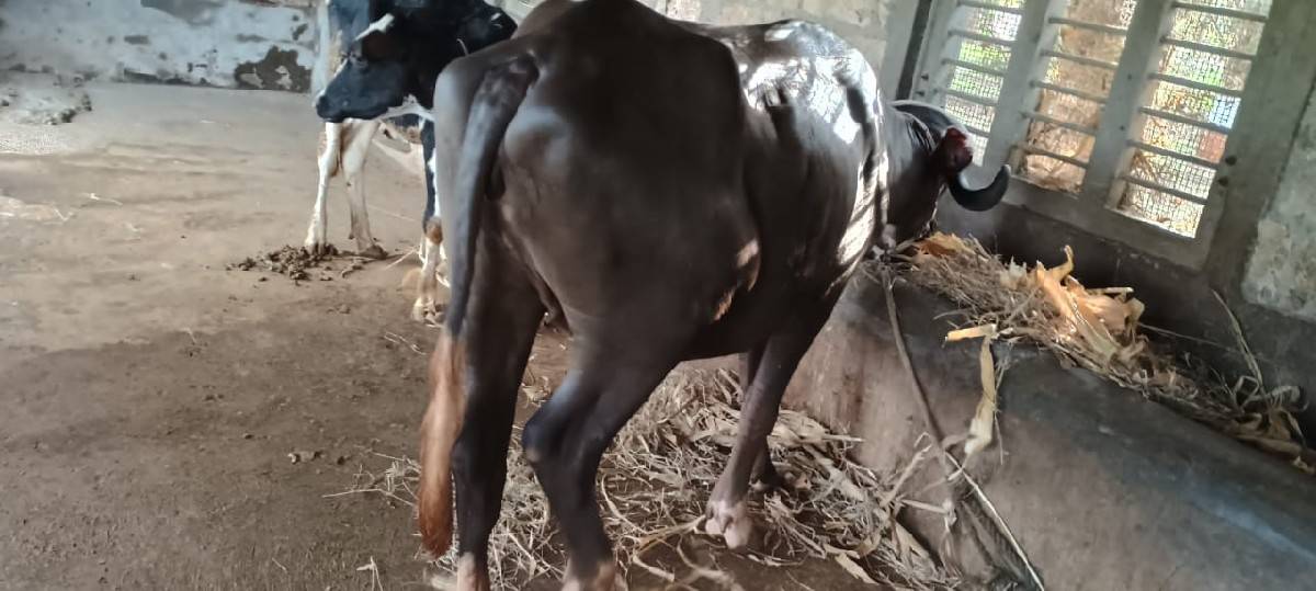 Nav chandri khadai vechvani che