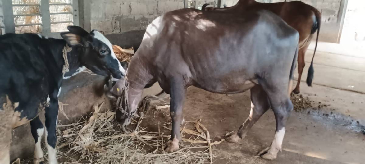 Nav chandri khadai vechvani che