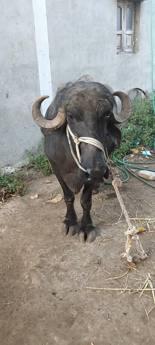પેલું વેતર ખડેલી વેચવાની છે
