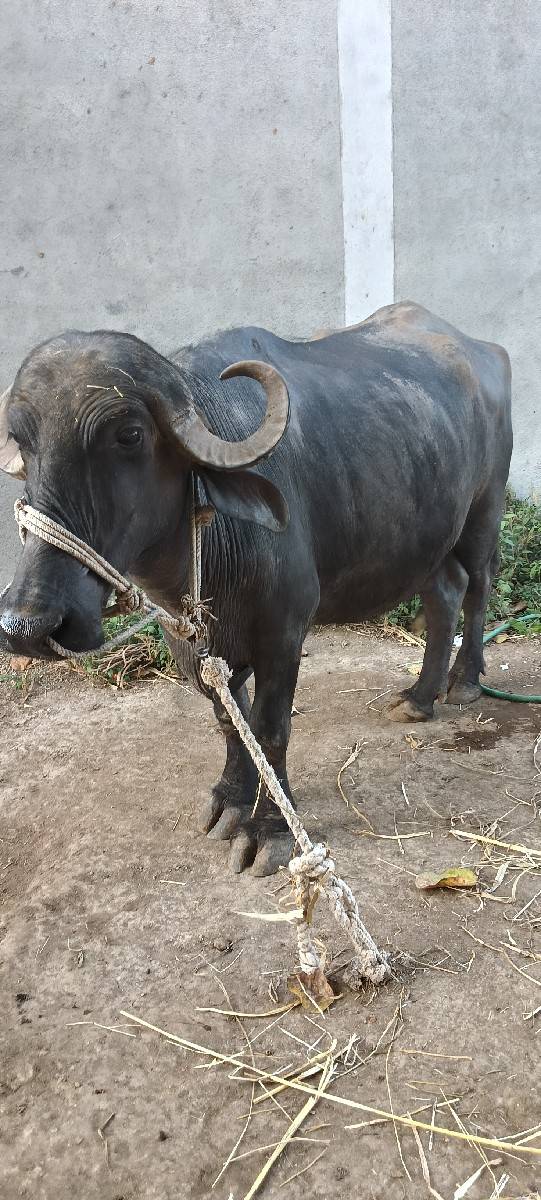 પેલું વેતર ખડેલી વેચવાની છે