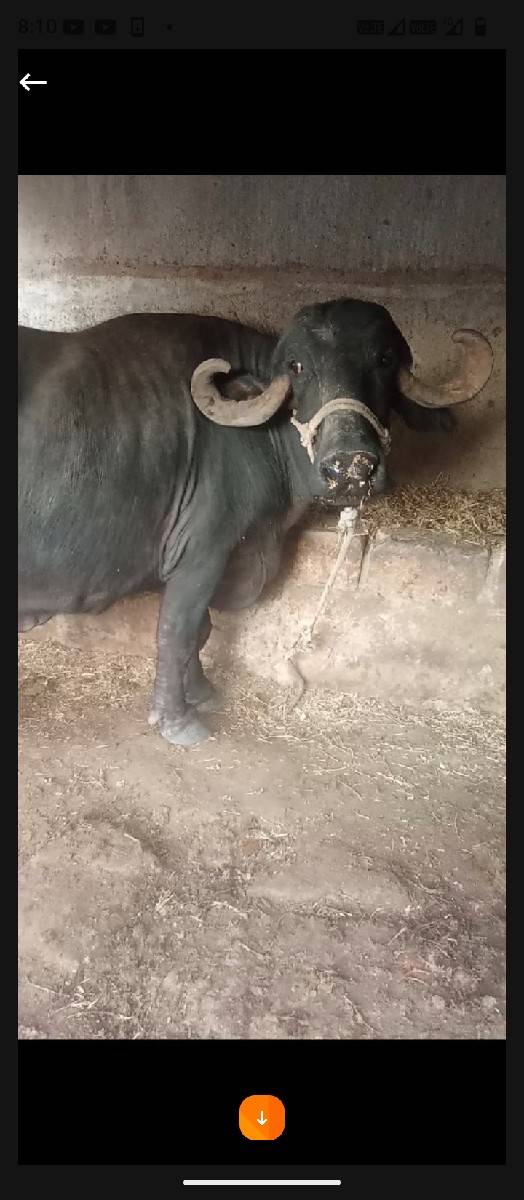 ભૈસ વેચવાની છે