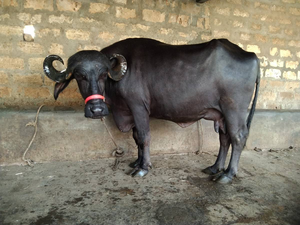 ભેંસ વેચવાની છે