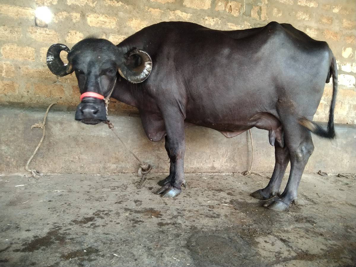 ભેંસ વેચવાની છે