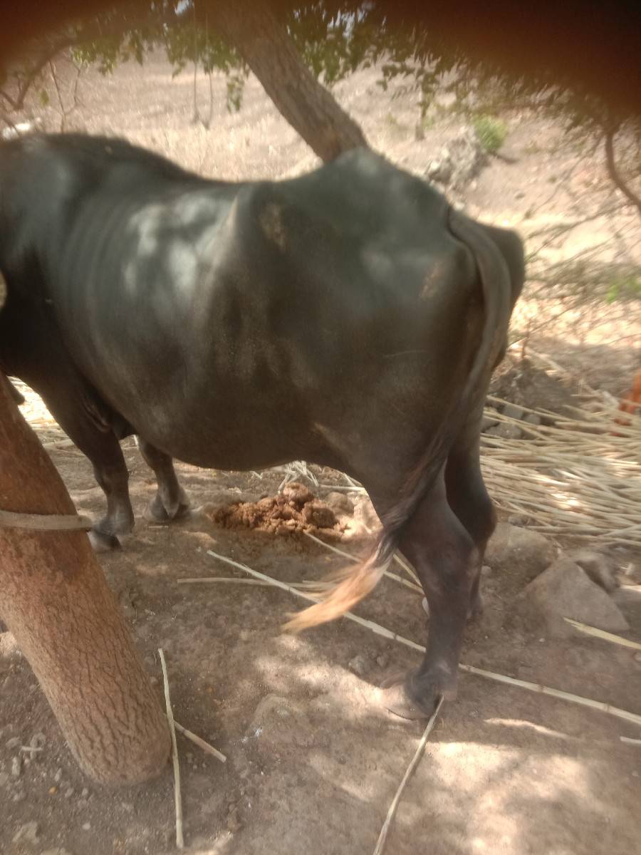 ખળેલી વેચવાની છે