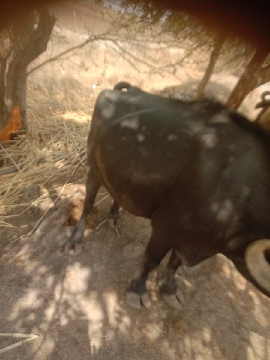ખળેલી વેચવાની છે