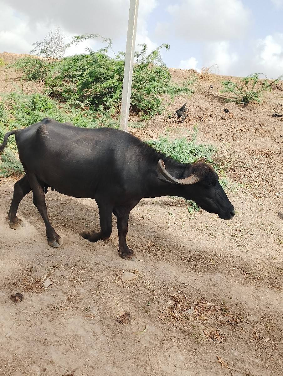 ભેંસ વેચવાની છે