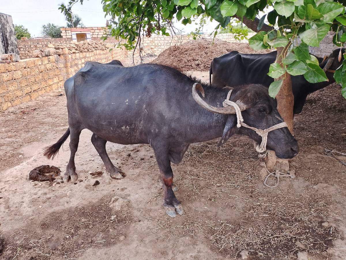 ભેંસ વેચવાની છે