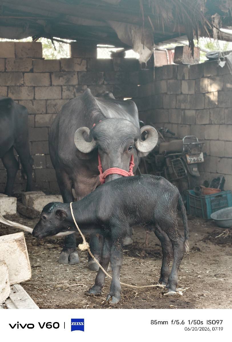 ભેંસ વેચવાની છે