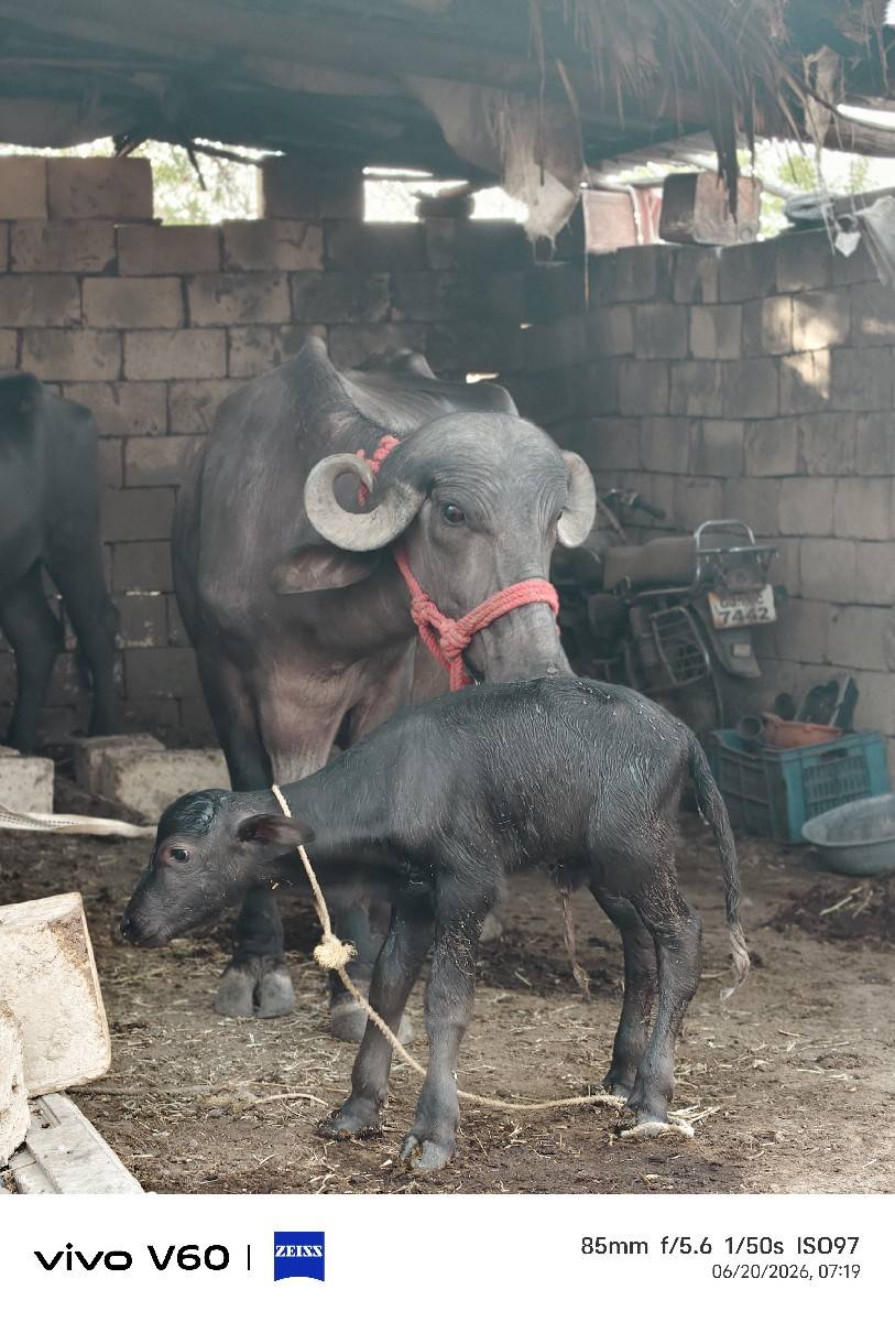 ભેંસ વેચવાની છે