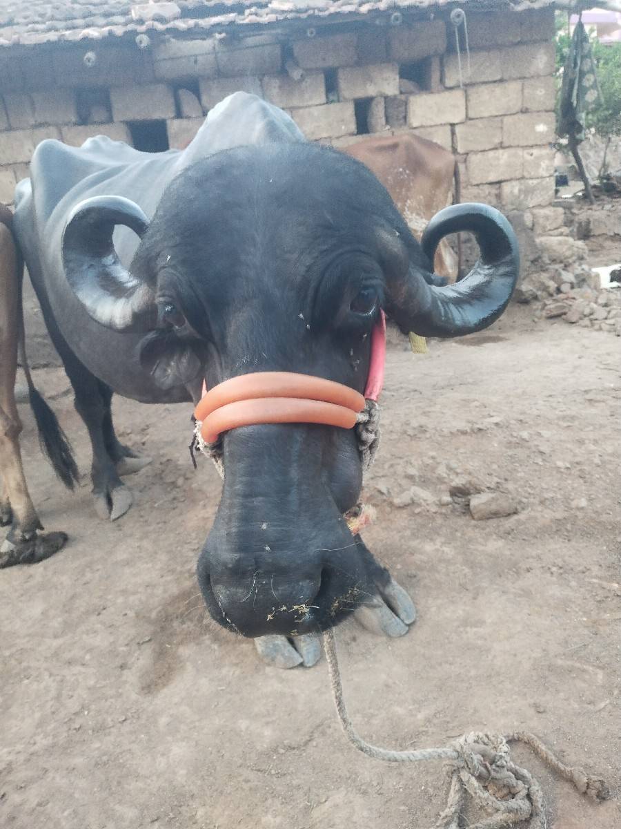 વિજય ભાઈ ૭૮૬૨૮૯૨૭૯૫
