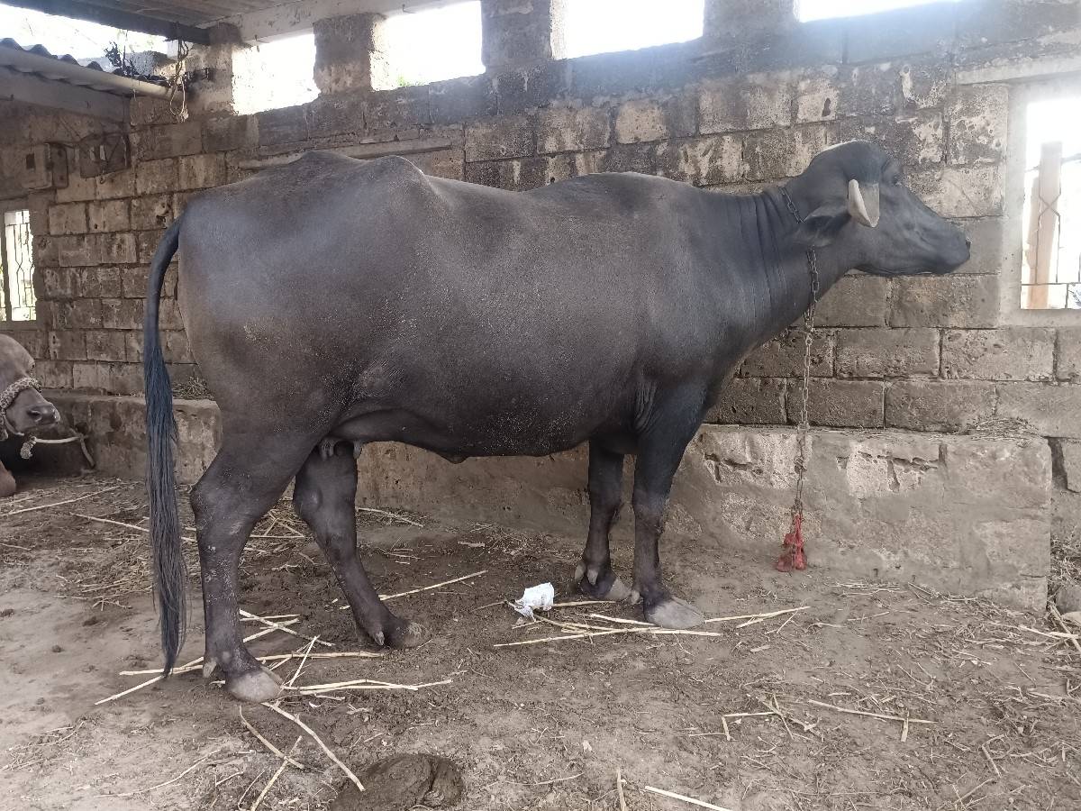 મો 8780067855