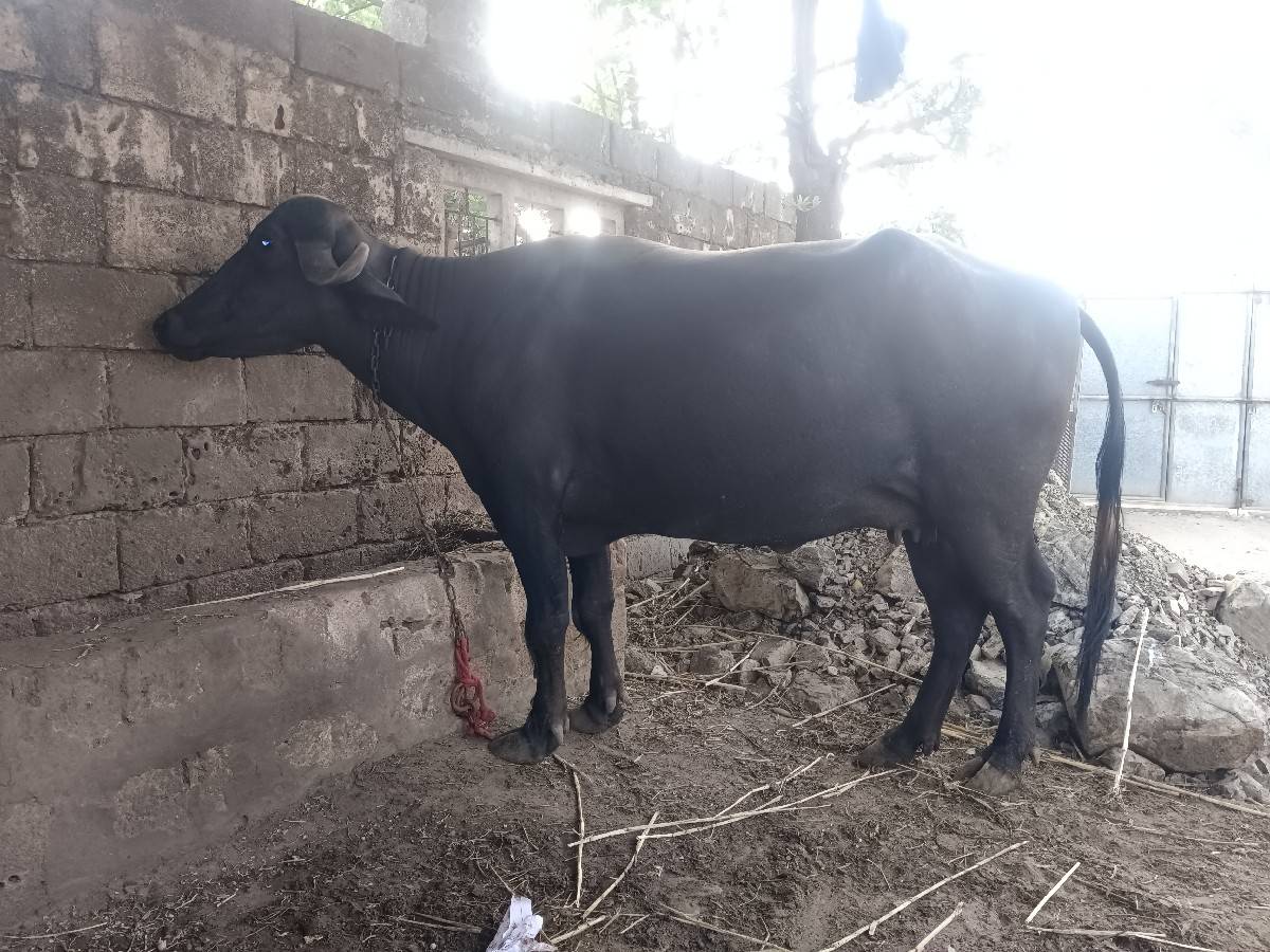 મો 8780067855