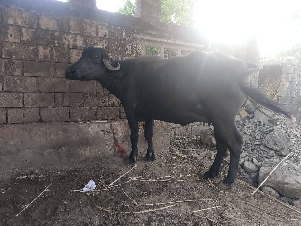 મો 8780067855