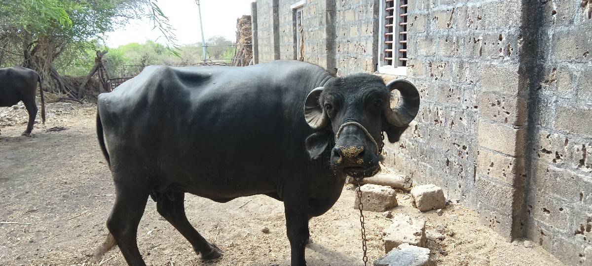 ભેંશ વેચવાની છે 9510199717
