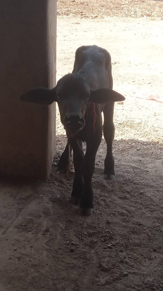 પાડો વેચવાનો છે