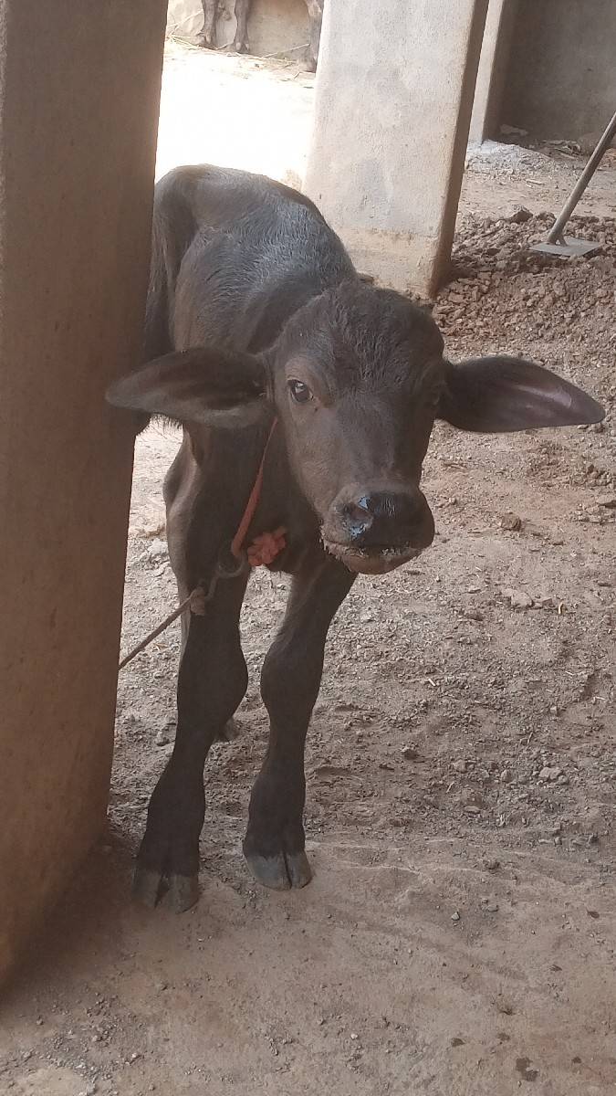 પાડો વેચવાનો છે