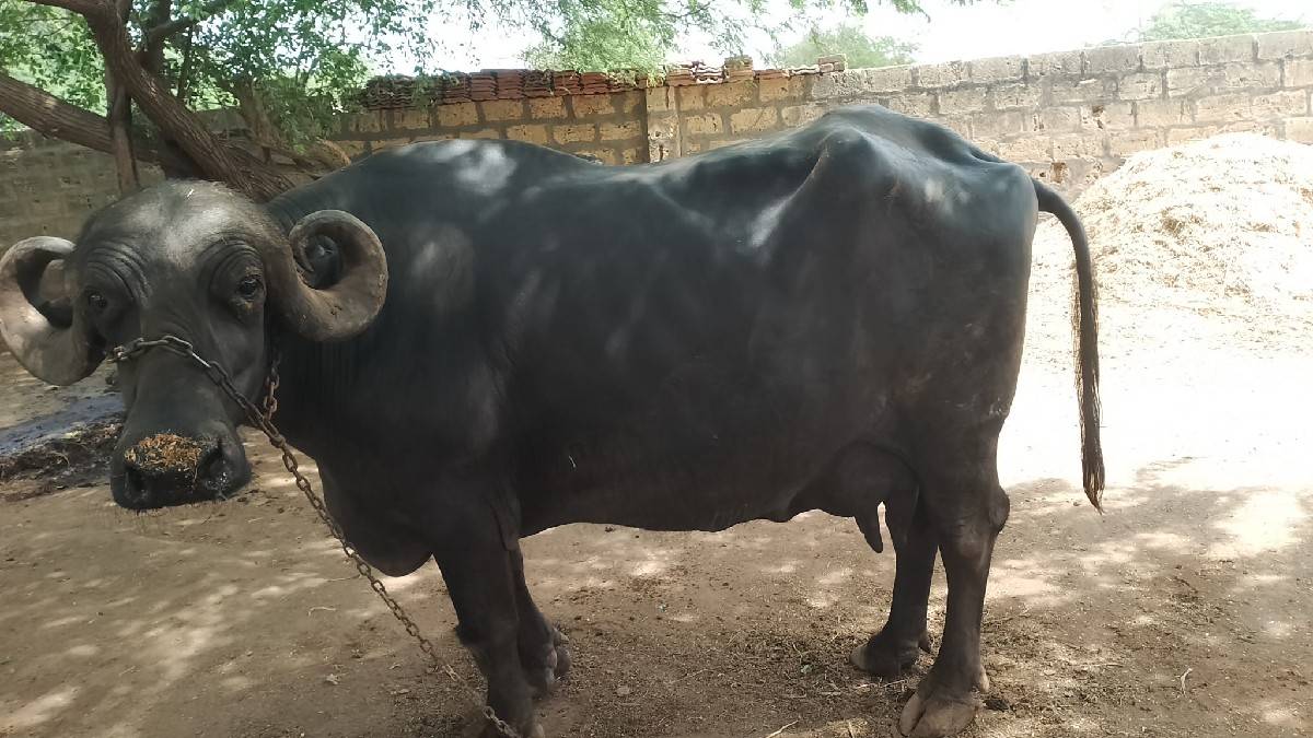 ભેંસ વેચવાની છે