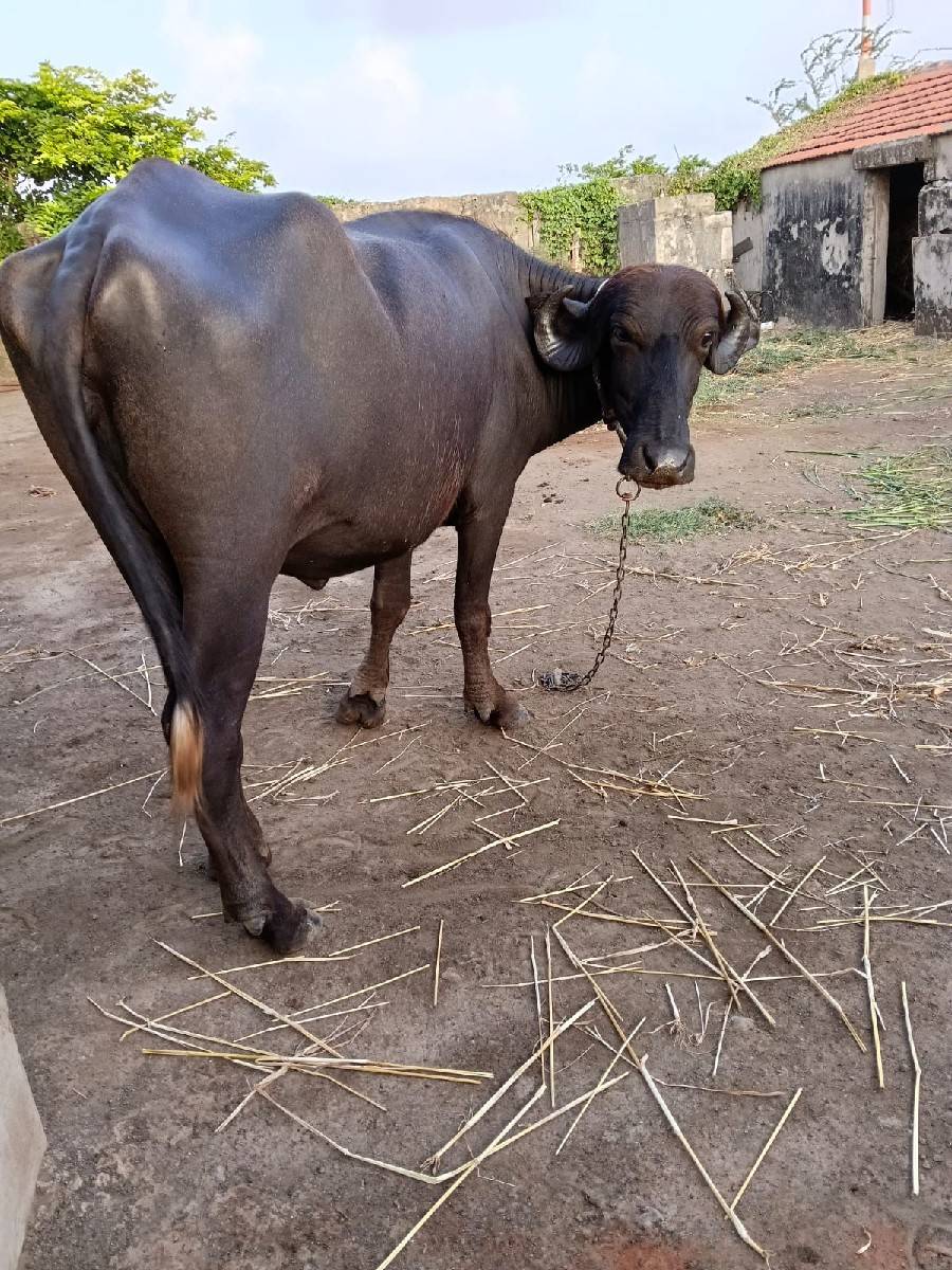 ખડેલા વેસવાના છે