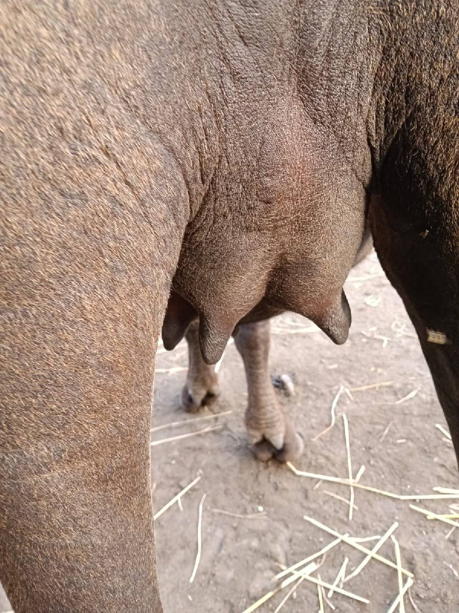 ખડેલા વેસવાના છે
