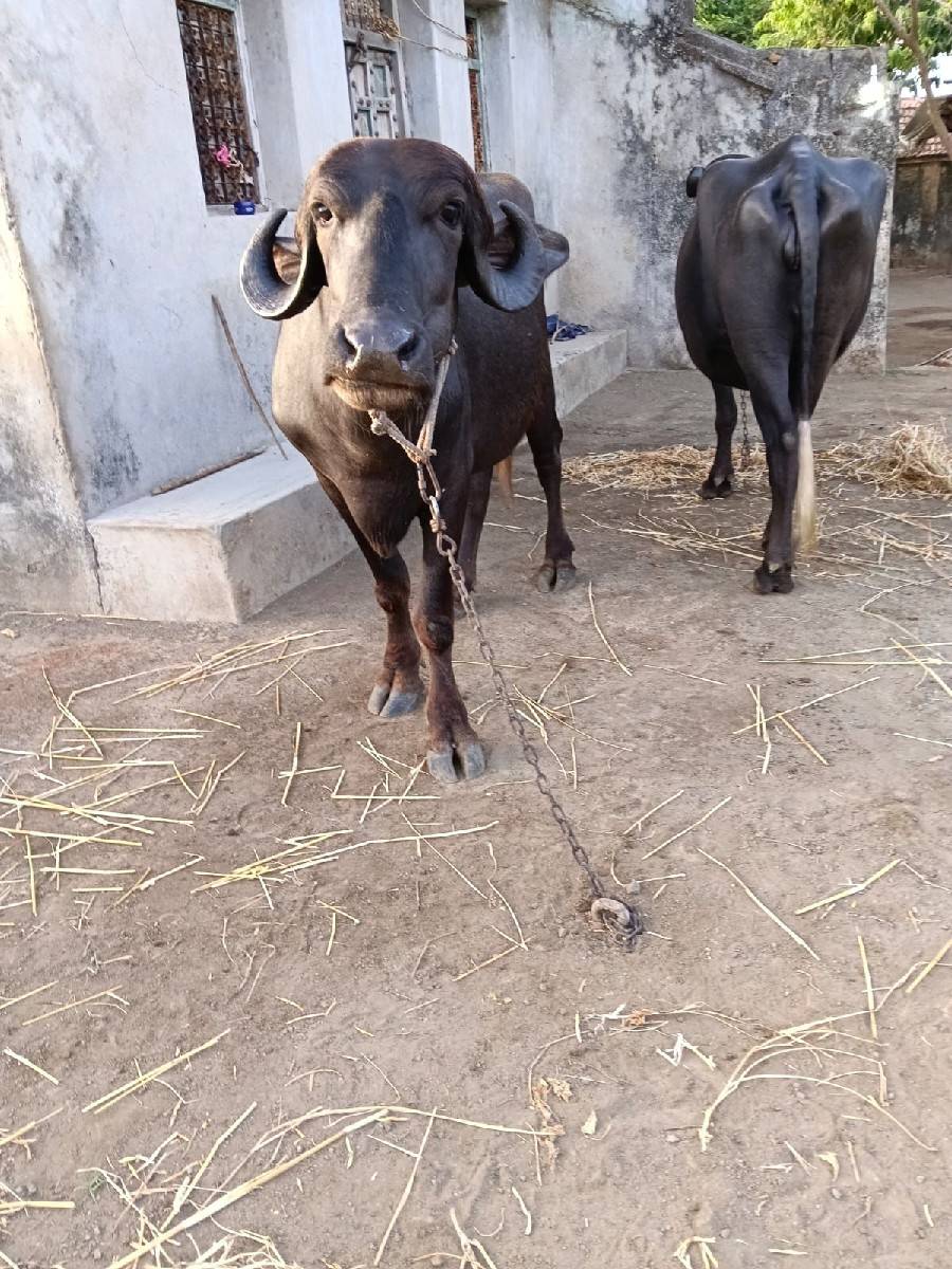 ખડેલા વેસવાના છે