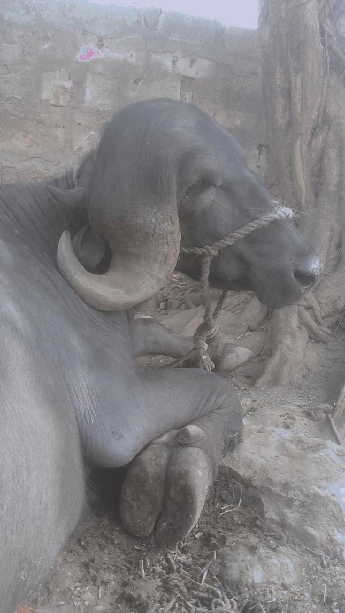 આ પાડો વેચવો છે 
કિંમત 155000