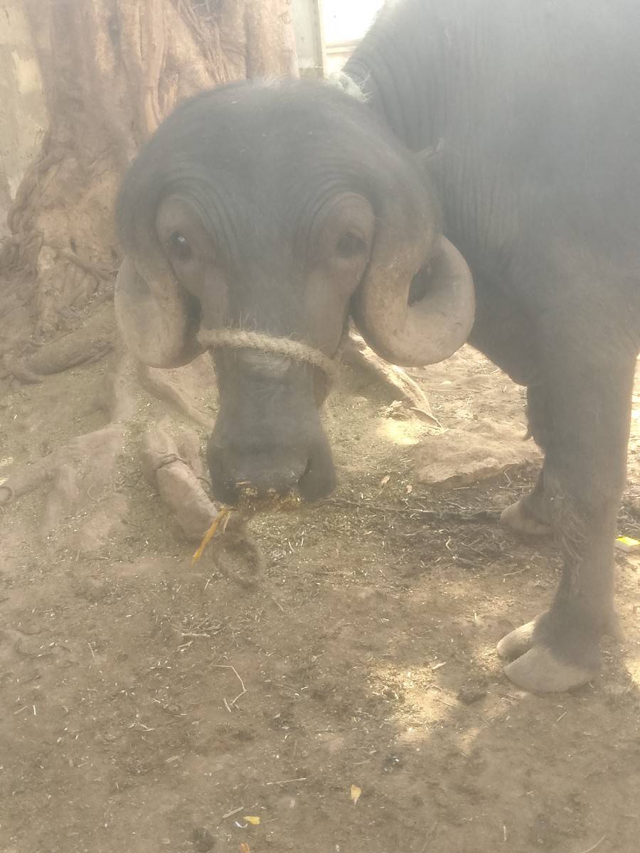 આ પાડો વેચવો છે 
કિંમત 155000