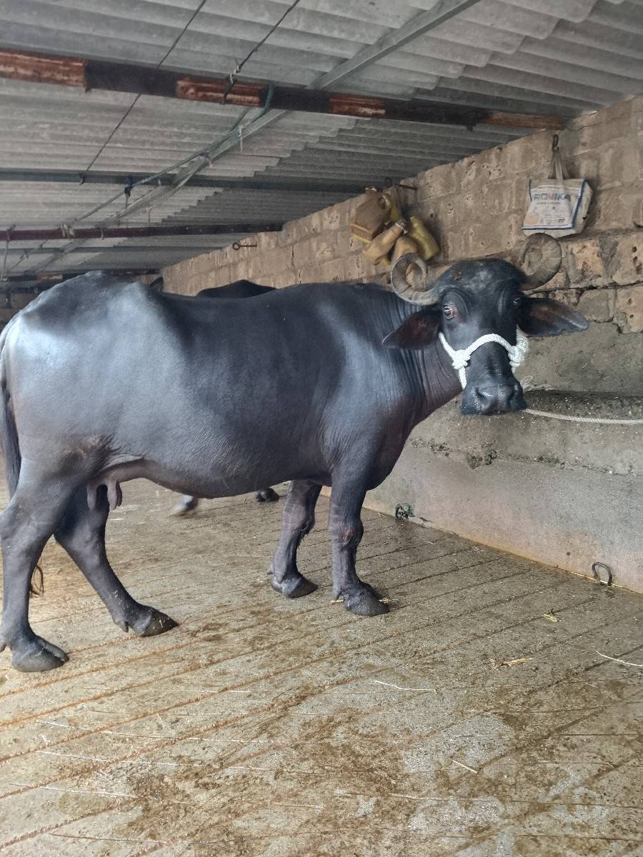 જયેશભાઈ ગોરાણીયા