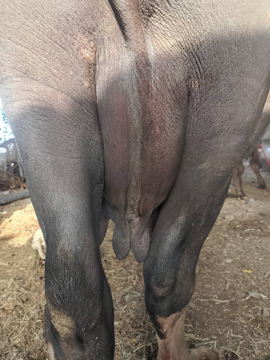 ભેશ વેચવાની છે