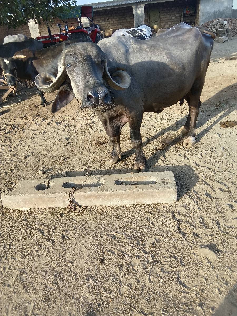 આ ભેંસ વેચવાની છે