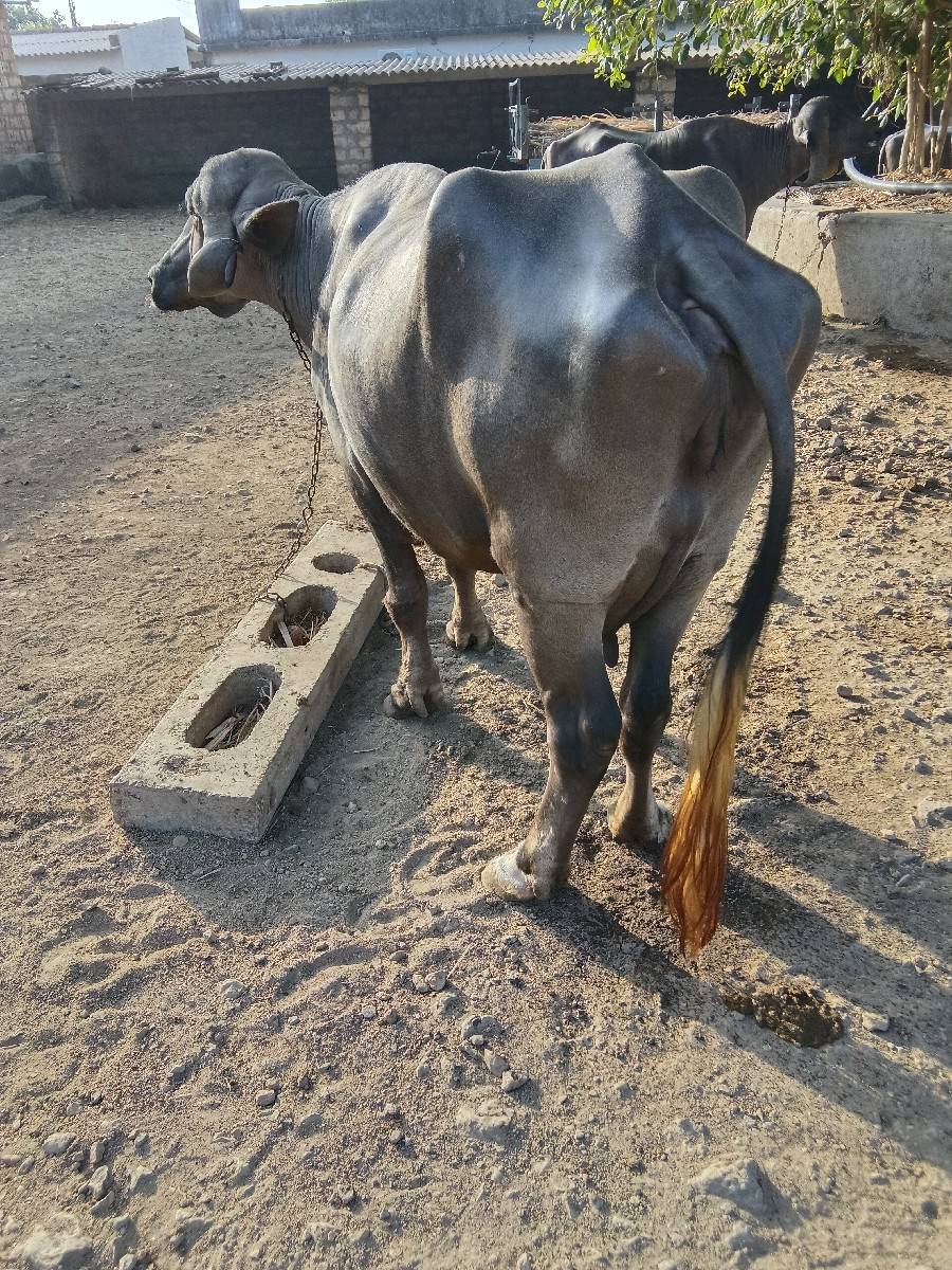 આ ભેંસ વેચવાની છે