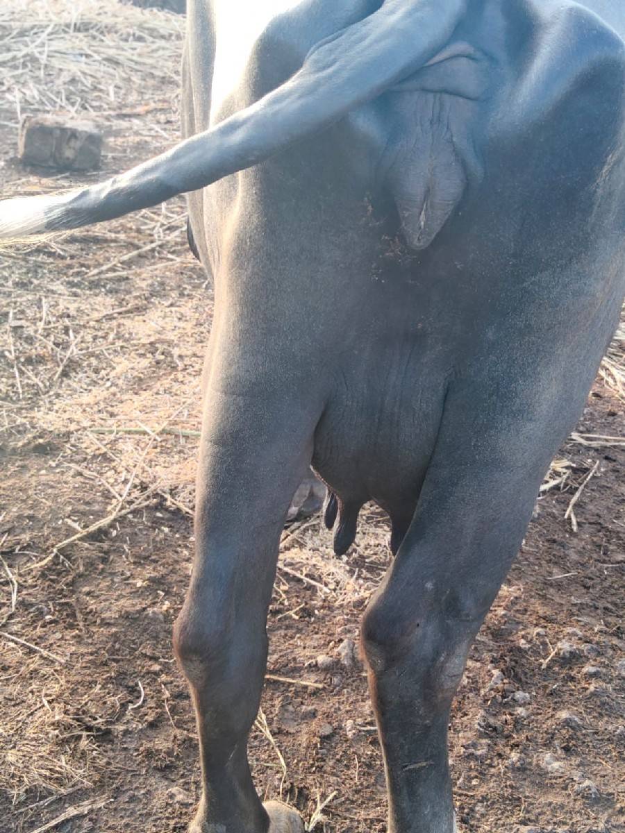 ભેશ વેચવાની છે .
