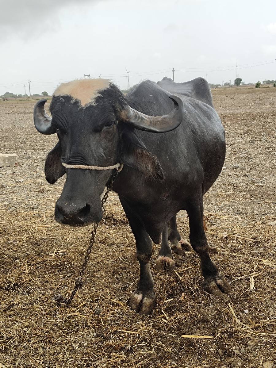 ભેંસ વેચવાની છે.
