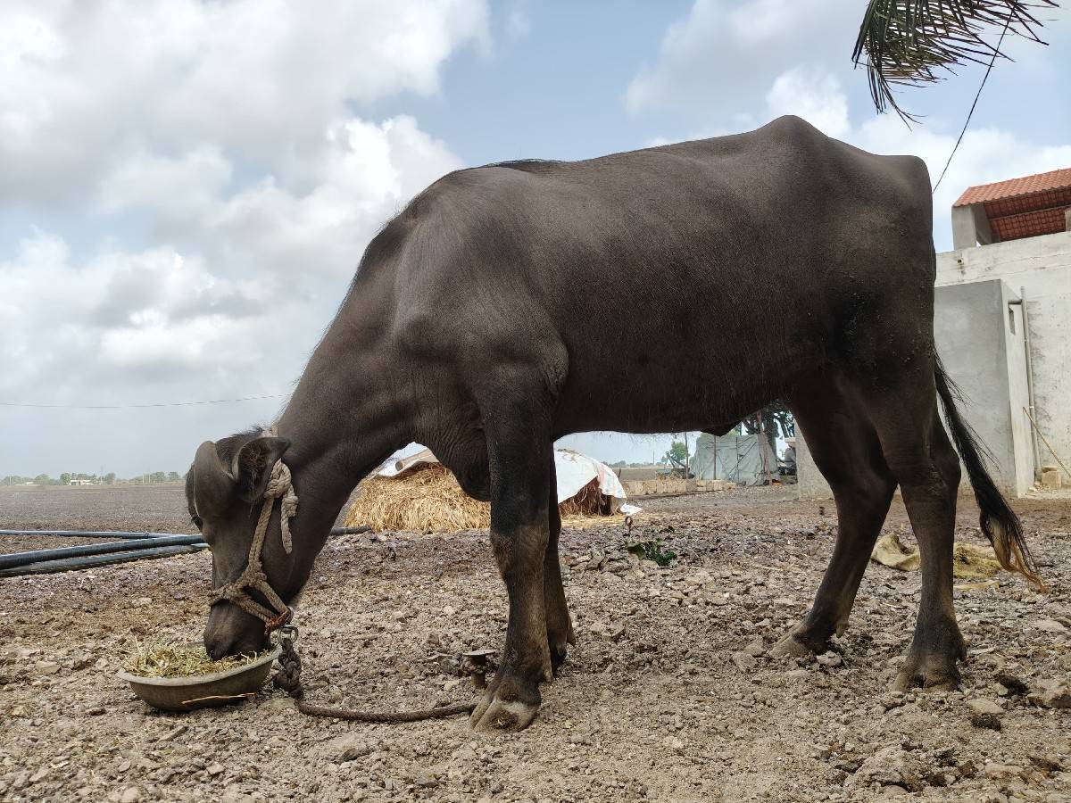 અઢી વર્ષ ની ખડેલી વેચવાની છે