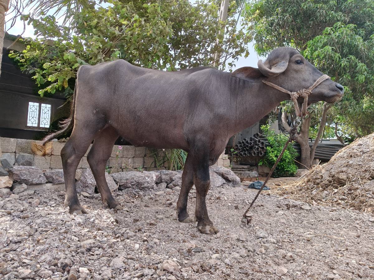 અઢી વર્ષ ની ખડેલી વેચવાની છે