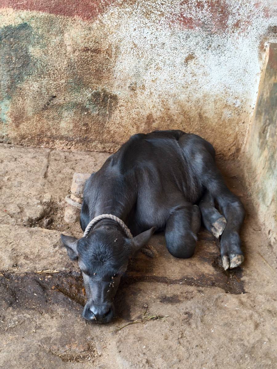 પેલા વેતરની ખળેલી સે
