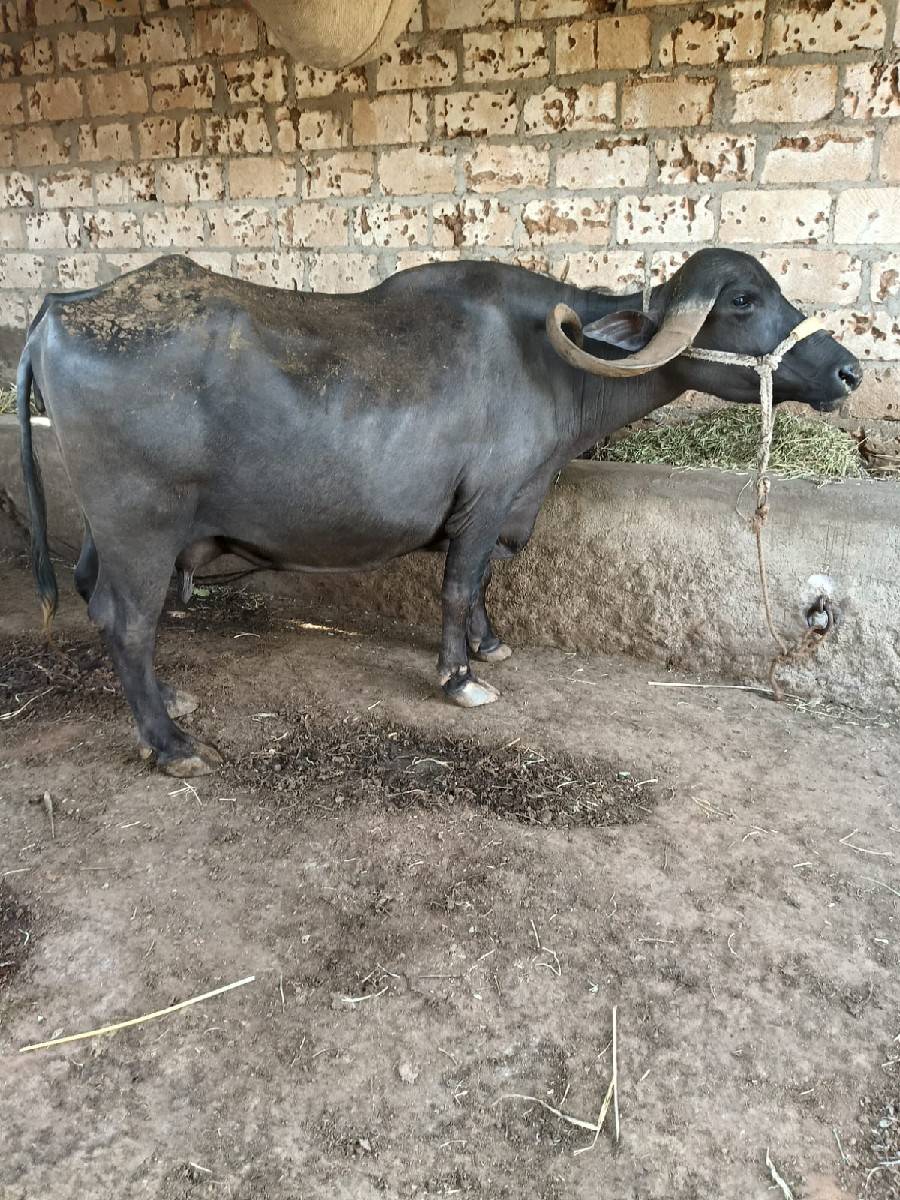 ભેસ વેચવા ની છે