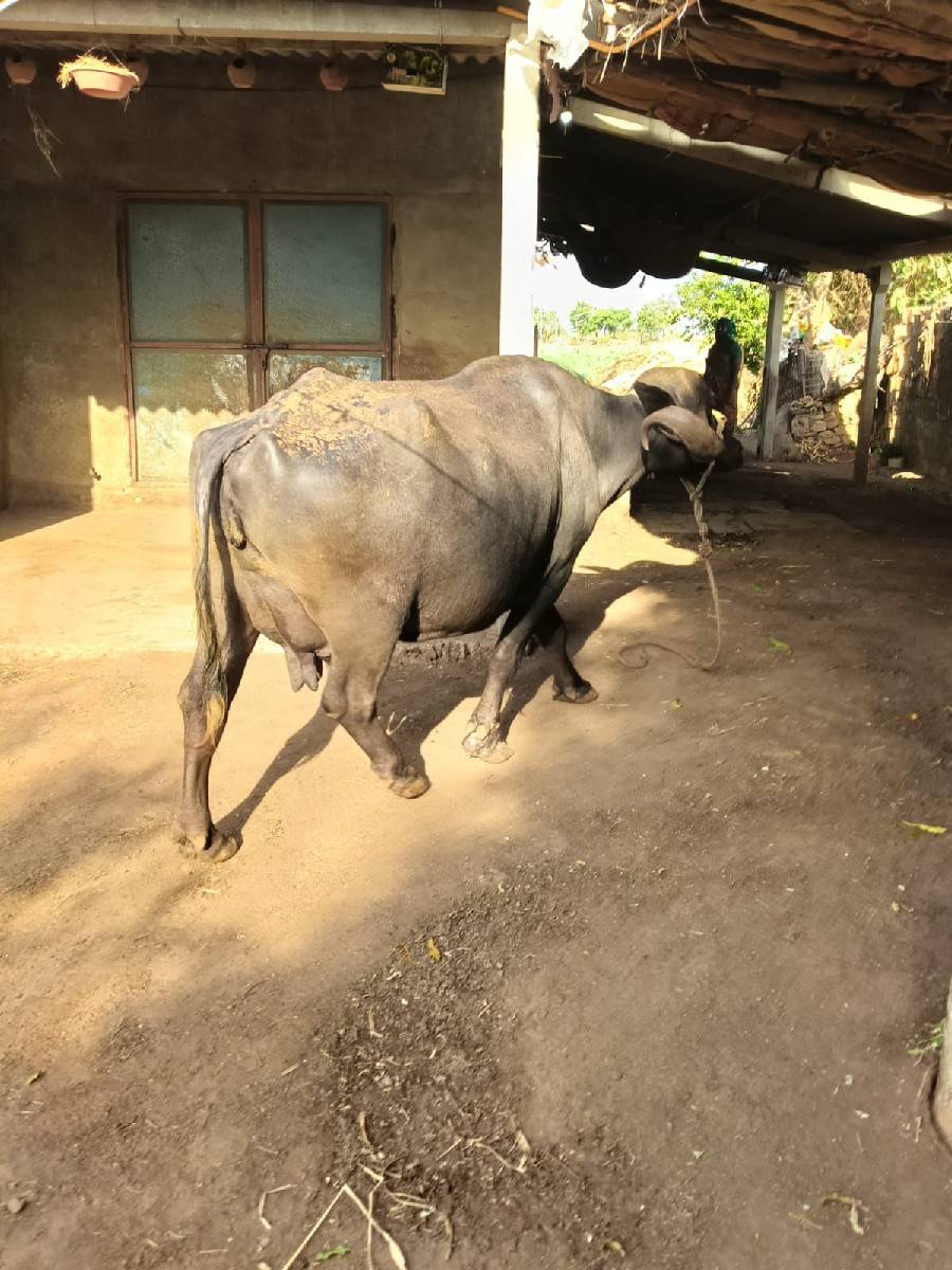 ભેસ વેચવા ની છે