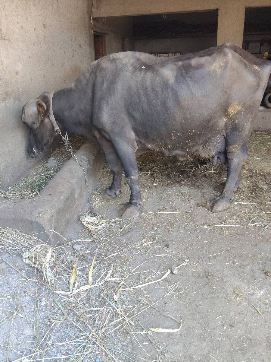 ૨મહીનાનીવિહાલ