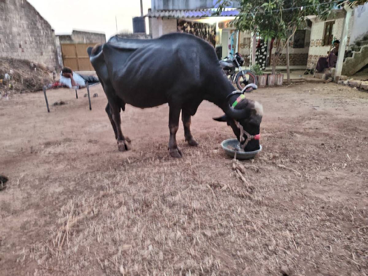 ભેંસ વેચવાની છે
