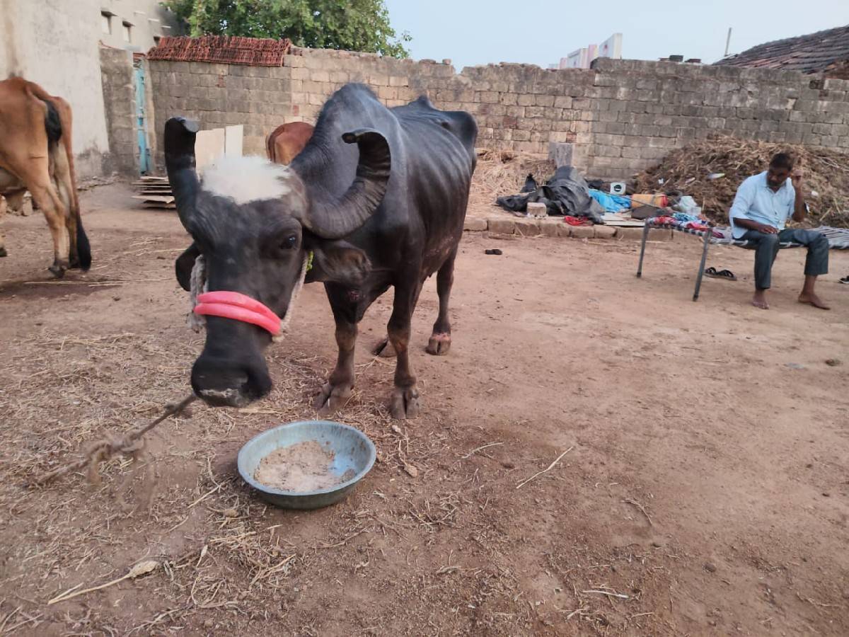 ભેંસ વેચવાની છે