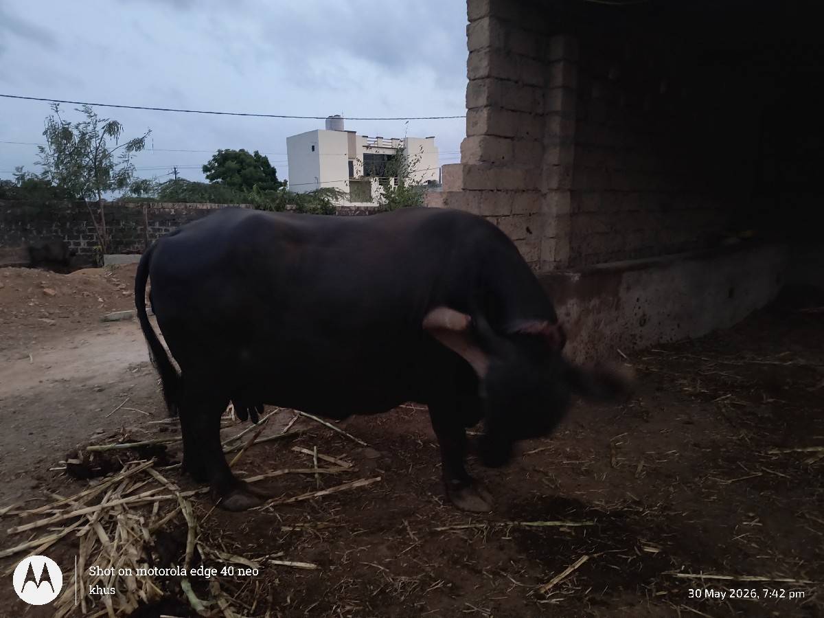 ભેંસ