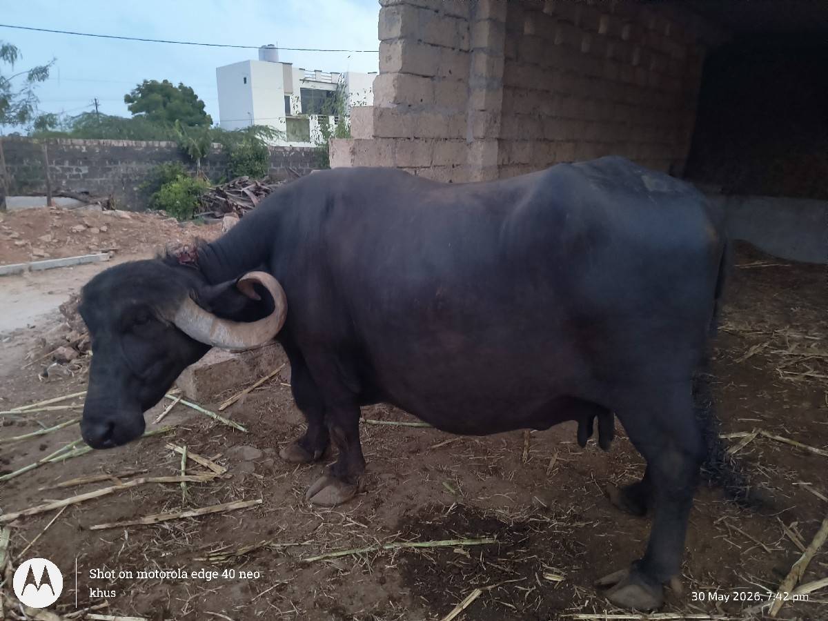 ભેંસ
