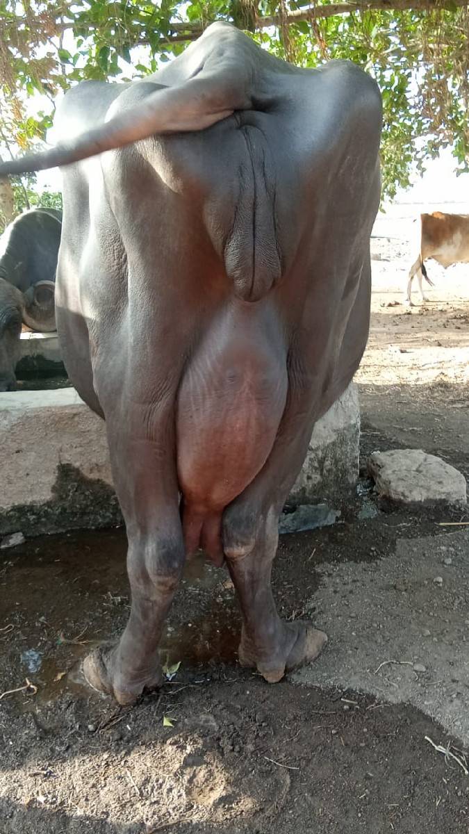 સોમાતવસરા