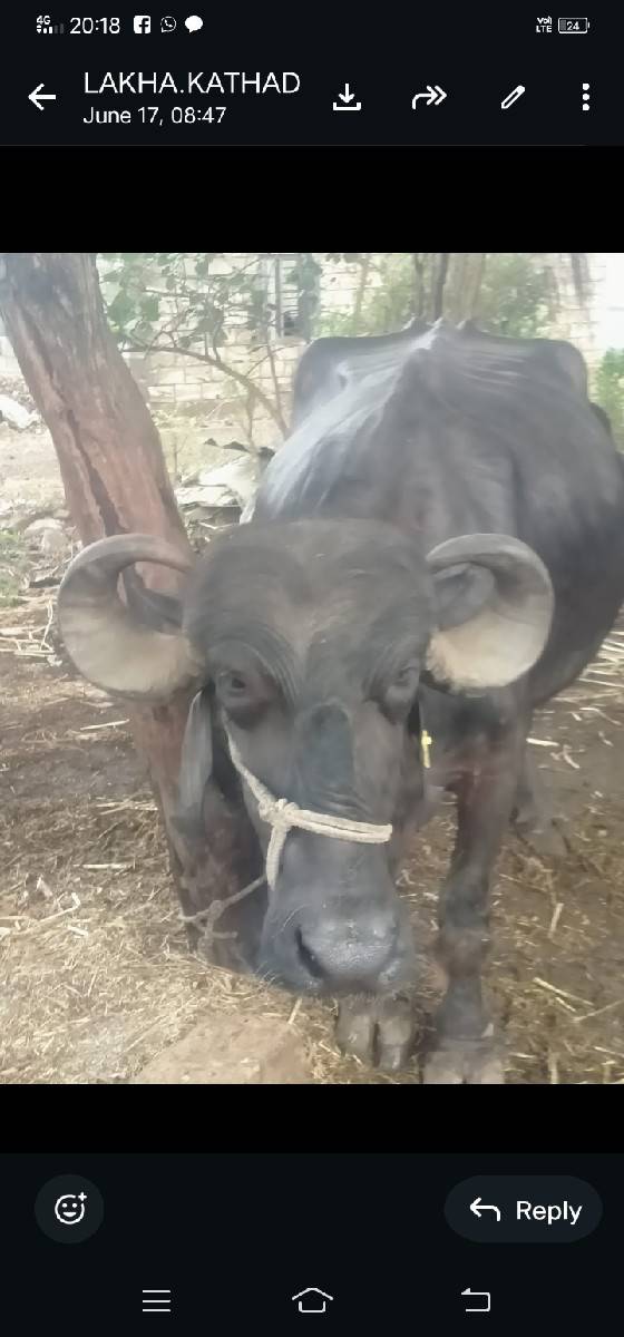 ભેંસ વેચવાની છે